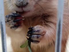 -猫色咖啡·猫咖