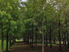 -上海海湾国家森林公园