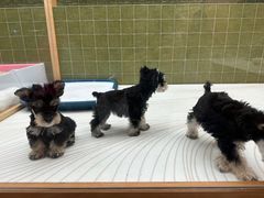 -帕帕拉兹宠物(亚洲旗舰店)