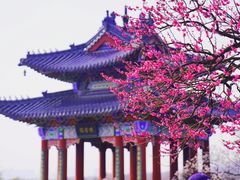 -梅花山(明孝陵内)