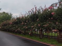 -武汉紫薇都市田园