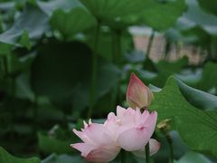 -莫愁湖公园