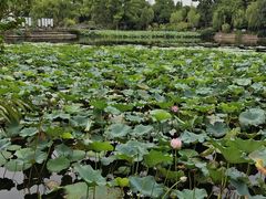 -无锡蠡湖国家湿地公园-蠡园