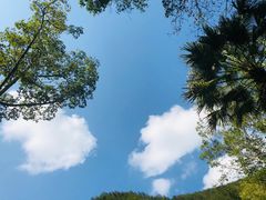 -西双版纳原始森林公园