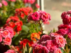 -车美美洗车美容(枫叶路店)