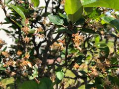 -扬州大运河文化旅游度假区·盆景园