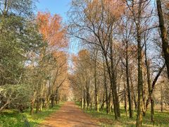 -上海海湾国家森林公园