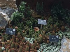 -东莞植物园