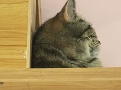 -三花喵·撸猫购宠·宠物生活馆(虹桥南丰城店)