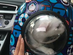 -美美宠物诊疗中心·异宠·骨科(滨江东信分院)