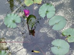 -正佳雨林生态植物园