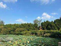 -嘉定紫藤园