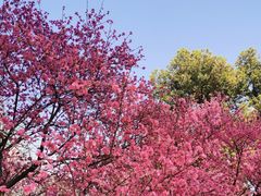-苏州上方山国家森林公园
