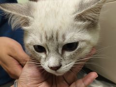 -艾吉宠物医院·疑难杂症转诊中心·猫友好(碧江路院)