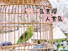 -顾村公园
