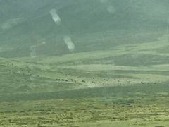 -山丹皇家马场