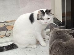 -喵园·猫主题咖啡厅·撸猫·猫咖(国贸店)