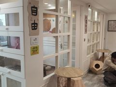 -楼上猫咖(罗湖店)