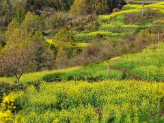 -桑洲油菜花景区