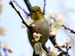 -荔枝公园(福田区)