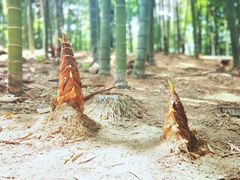 -中国大竹海景区