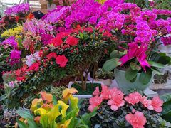 -秦美花卉(天朗·莱茵小城2期店)