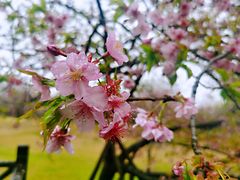 -顾村公园