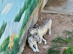 -西霞口神雕山野生动物世界