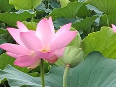 -莲花池公园