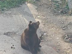 -哈尔滨北方森林动物园