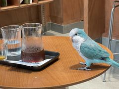 -LOTTA COFFEE(安居博文苑店)