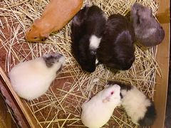 -藦茜花园宠物主题亲子互动体验馆(国顺东路店)