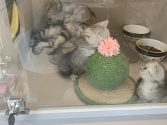 -唐小姐の私宠·宠物洗护美容·撸猫馆·购宠(周浦万达旗舰店)