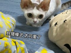 -山宅一喵德文卷毛猫舍
