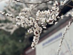 -少华山国家森林公园