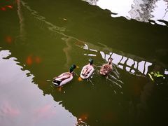 -华雅花园大酒店