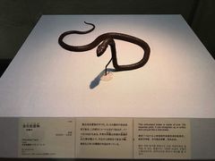 -东京国立博物馆