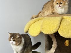 -青奢宠物·青奢猫舍