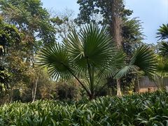 -中国科学院西双版纳热带植物园