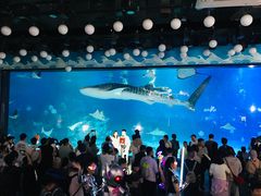 -烟台海昌鲸鲨海洋公园