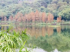 -重庆彩云湖湿地公园