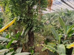 -呀路古热带植物园