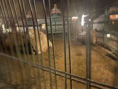 -蒙古大营(朝阳公园店)