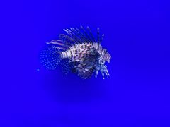 -江和美海洋公园