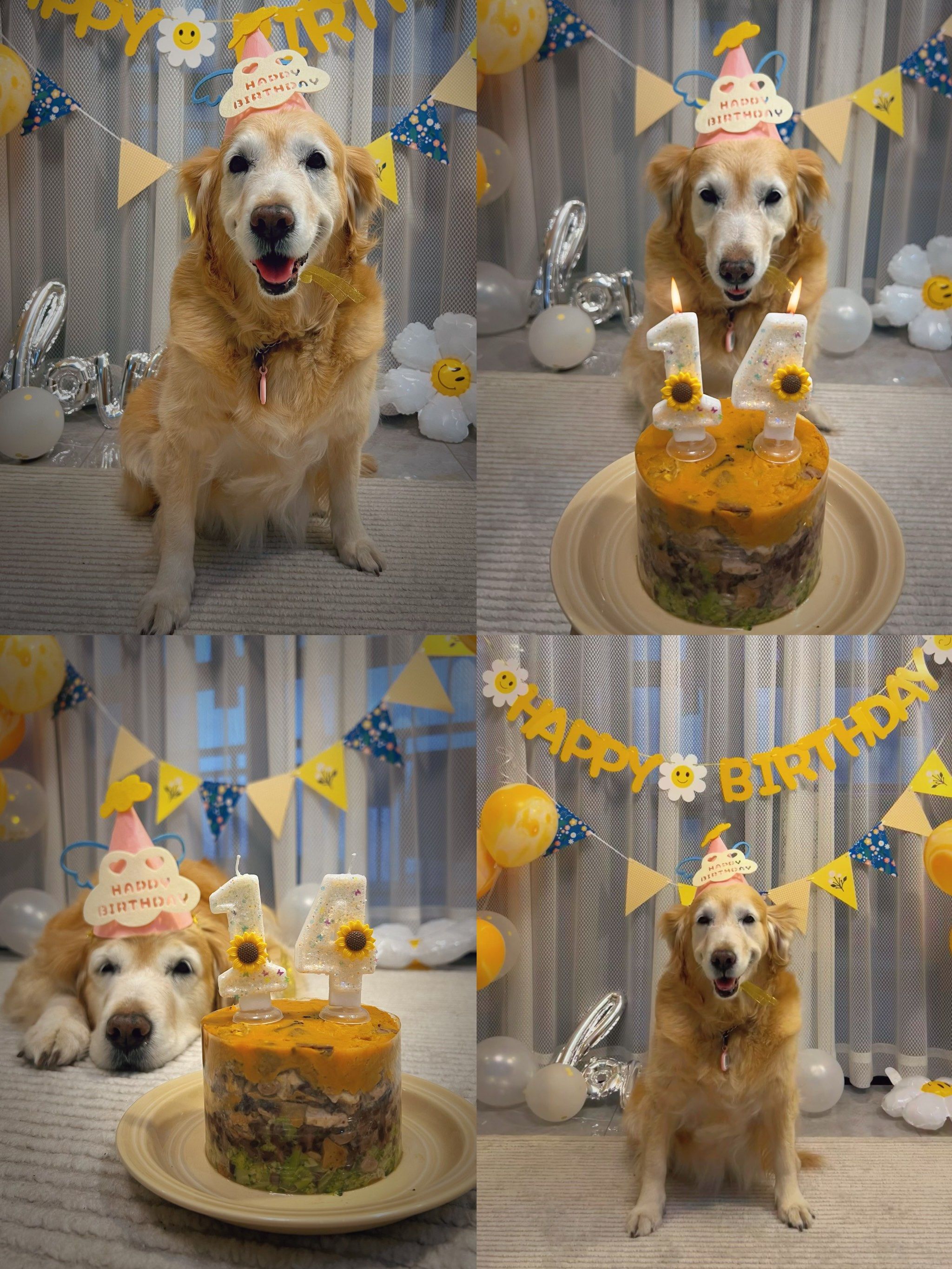 我家金毛老狗狗14岁生日啦!