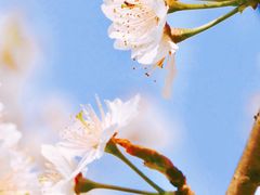 -樱桃山旅游景区