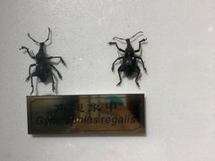 -上海昆虫博物馆
