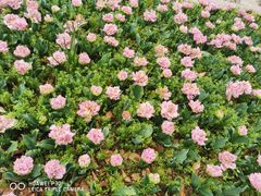 -上海鲜花港