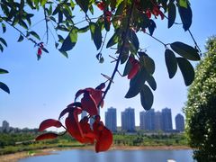 -安宁市宁湖森林公园