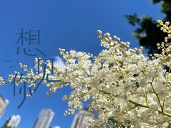 -泰丰公园
